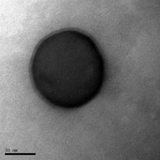 Silica supported lipid bilayer