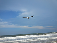 sea gull