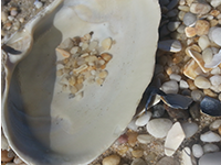 sea shell