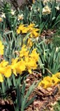 daffodils.jpg (15485 bytes)