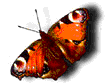 monarch.gif (34506 bytes)