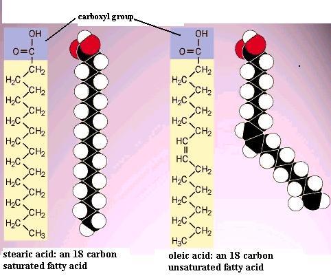 structure of lipids download