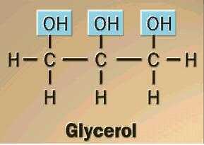 glycerol backbone definition