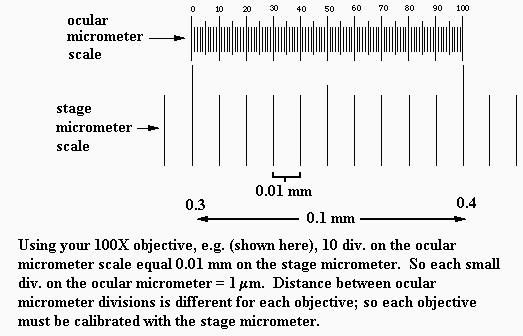 It is important that you understand how measurements can be made with the calibrated ocular micrometer. And you should practice measuring objects with it.